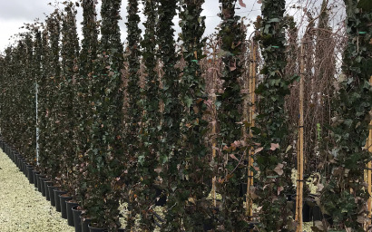 hedera helix hibernica